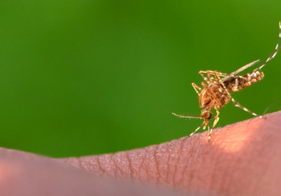 Dengue: Dicas para combater o mosquito Aedes aegypti em casa