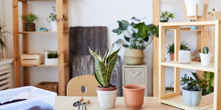 4 dicas para você montar sua horta em apartamento
